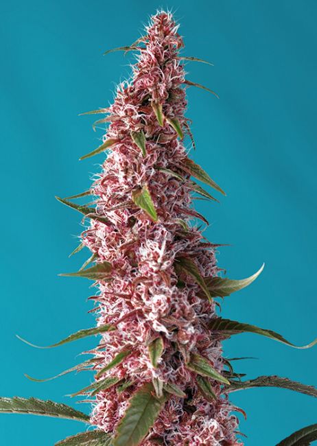 Sweet Seeds Red Pure CBD Auto Feminised Seeds