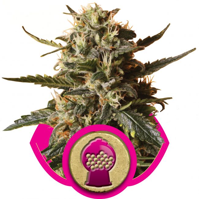 Royal Queen Seeds Bubblegum XL Feminised Seeds