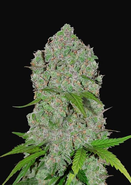 FastBuds Orange Sherbet Auto Feminised Seeds