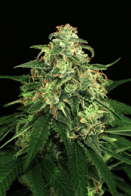 Exotic Seed Mango Cream Feminised Seeds