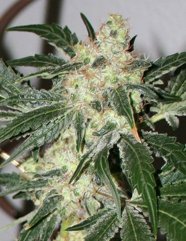 Paradise Seeds Acid Feminised Seeds