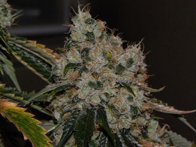 Cali Connection Chem 91 Feminised Seeds