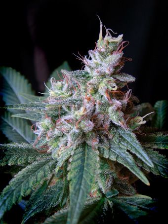 Sweet Seeds Cream Caramel F1 FAST Version Feminised Seeds