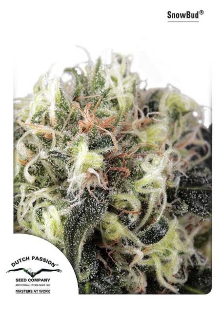 Dutch Passion Snow Bud Feminised Seeds