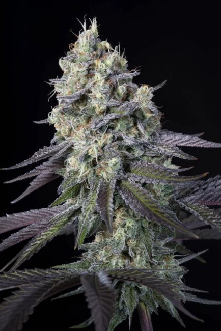 Paradise Seeds Purple Mints Feminised Seeds