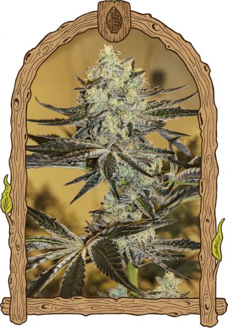 Exotic Seed Malasaña Gelato Feminised Seeds