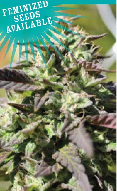 Humboldt Seed Co. The Bling Feminised Seeds