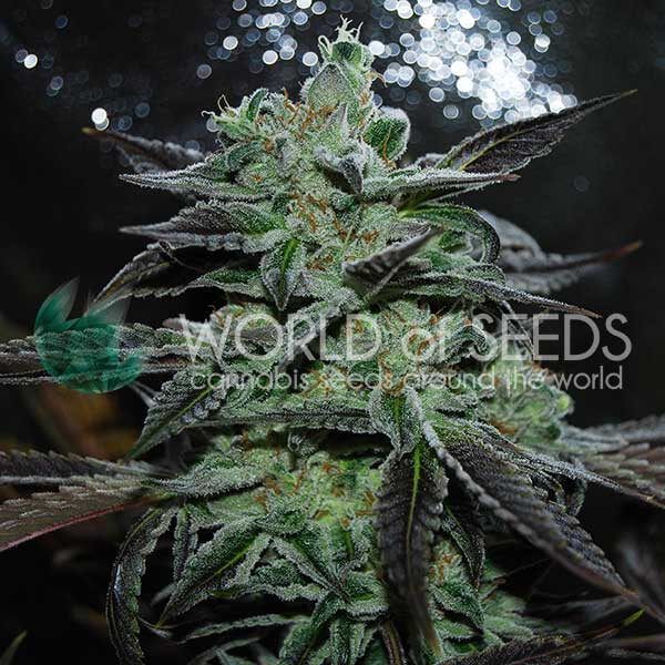 World of Seeds Strawberry Blue Early Harvest Feminised Seeds