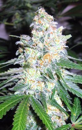 Garden Of Green Diesel Berry Cough Feminised Seeds