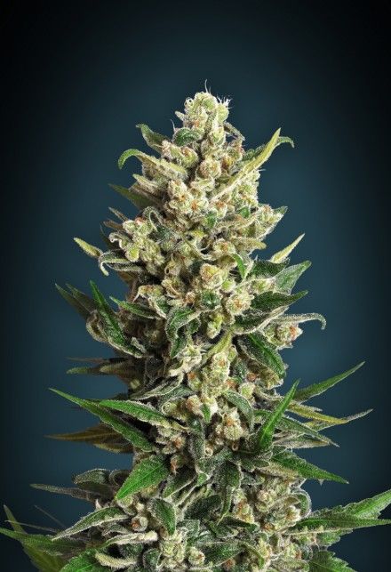 Advanced Seeds Collection #2 Feminised Seeds