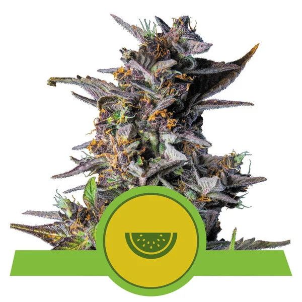 Royal Queen Seeds Watermelon Auto Feminised Seeds