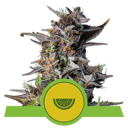 Royal Queen Seeds Watermelon Auto Feminised Seeds