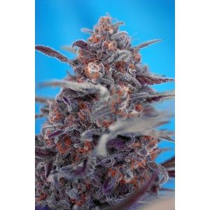 Sweet Seeds Devil Cream Auto Feminised Seeds