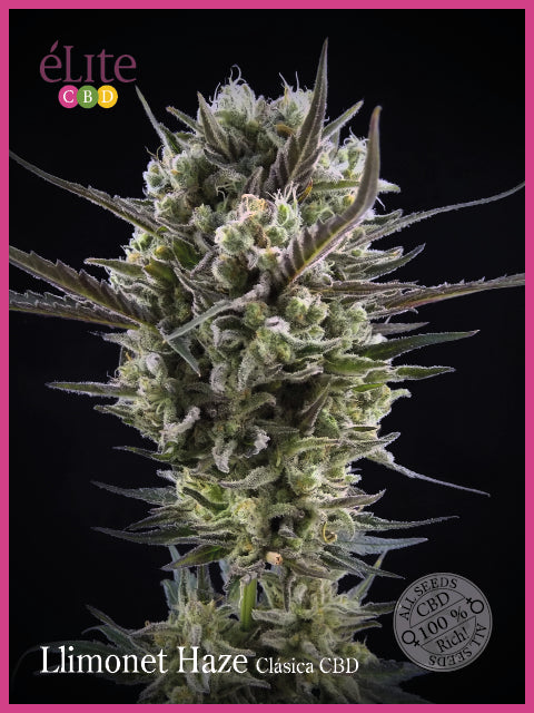 Elite Seeds Llimonet Haze Classic CBD Feminised Seeds