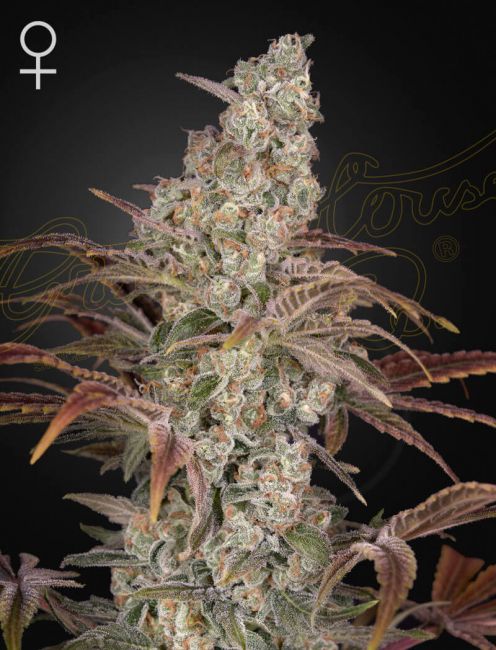 Greenhouse Seed Co. Jack's Dream Feminised Seeds