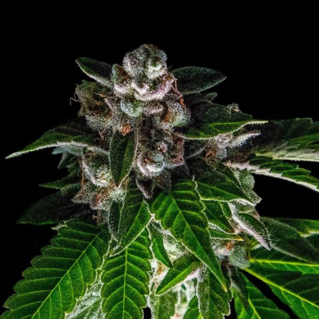 DNA Genetics Bakers Delight Feminised Seeds (Sorbet Collection)