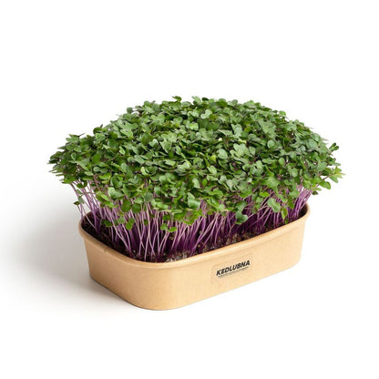 Pestebna Set for home cultivation Microgreens Purple Kohlrabi