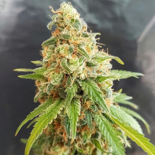 Garden Of Green Kosher Kush Feminised Seeds