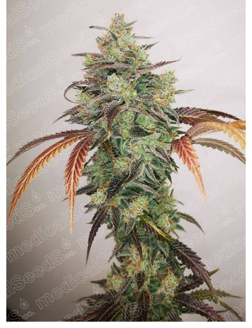 Medical Seeds Y Griega CBD 2.0 Feminised Seeds