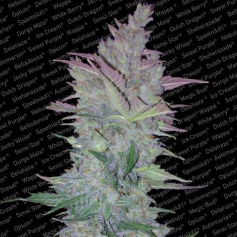 Paradise Seeds Vertigo Auto Feminised Seeds