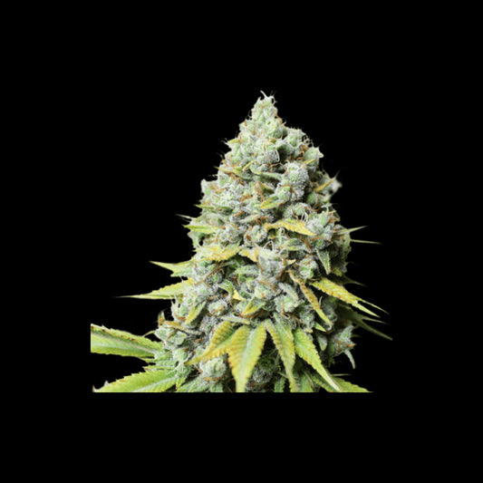 Super Sativa Seed Club Kosher Haze Regular Seeds