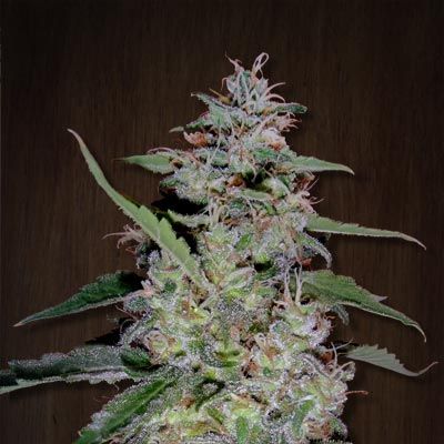 Ace Seeds China Yunnan Regular Seeds