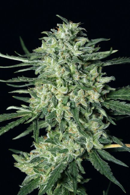 Exotic Seed Quick Mass Feminised Seeds