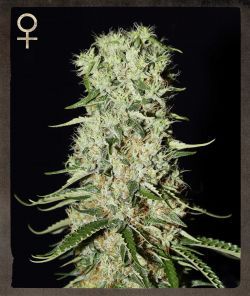 Greenhouse - Strain Hunters Damnesia Feminised Seeds