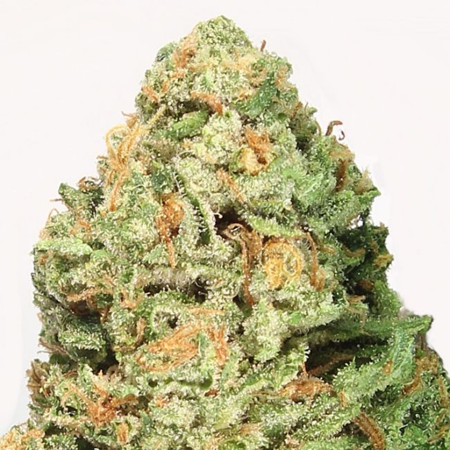 Heavyweight Seeds Fruit Punch Feminised Seeds