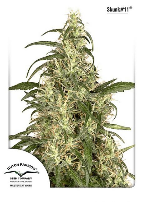 Dutch Passion Skunk #11 Feminised Seeds