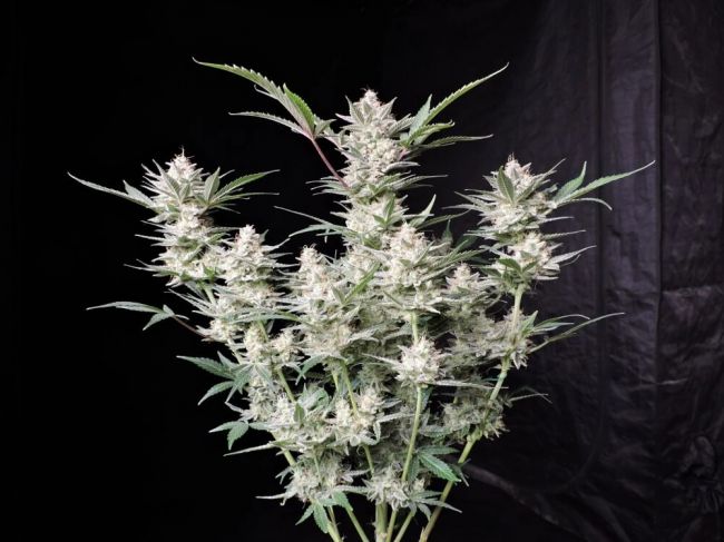 FastBuds Strawberry Gorilla Auto Feminised Seeds