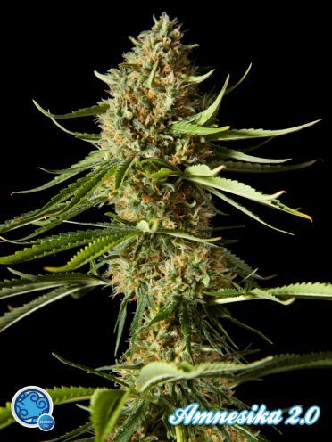 Philosopher Seeds Amnesika 2.0 Feminised Seeds