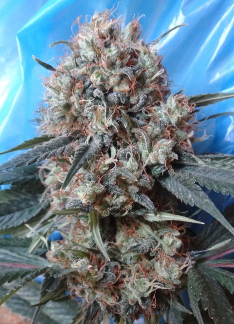 Ace Seeds Nepal Jam x Kali China Feminised Seeds