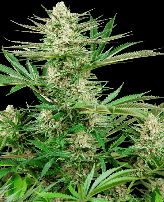 Sensi Seeds Malibu OG Gold Feminised Seeds