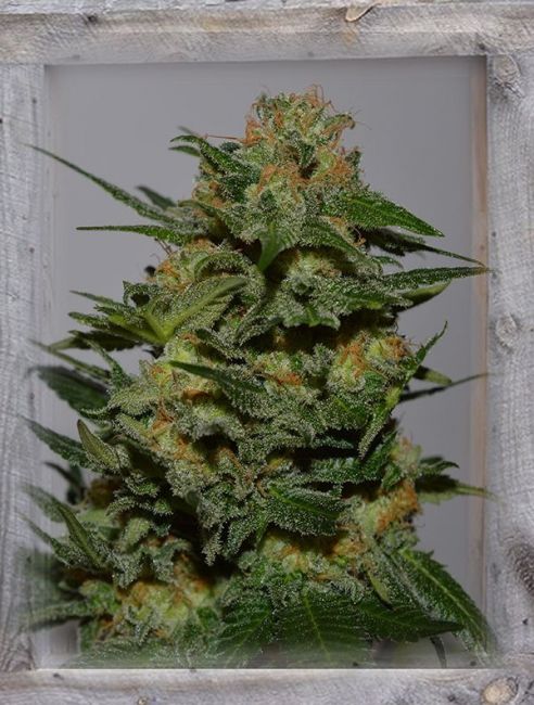 Garden Of Green Green Crack Feminised Seeds