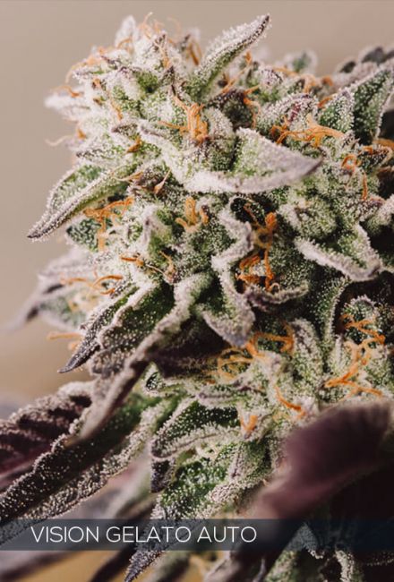 Vision Seeds Vision Gelato Auto Feminised Seeds