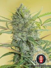 Serious Seeds Serious Happiness Feminised Seeds