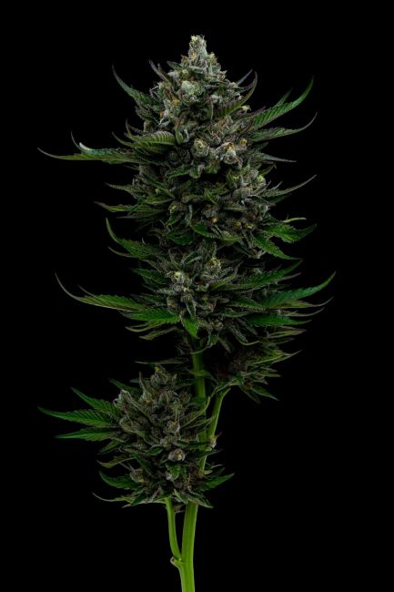 Humboldt Seed Co. All Gas OG Feminised Seeds