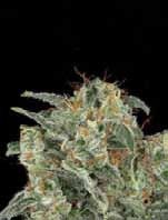 Blimburn Seeds Kabrales Auto Feminised Seeds