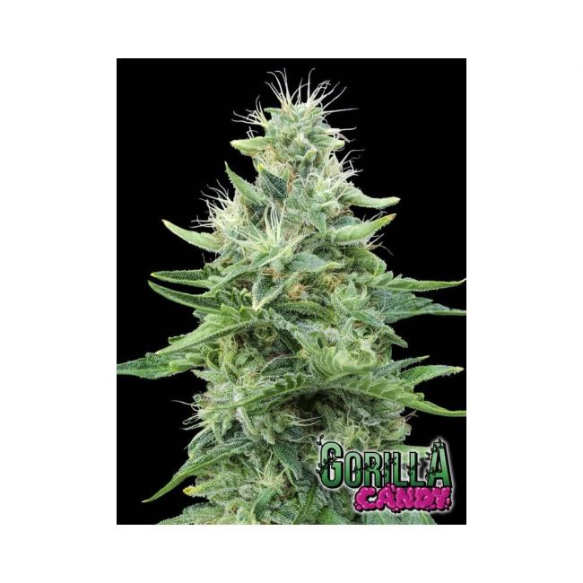 Eva Seeds Gorilla Candy Feminised Seeds - 3+