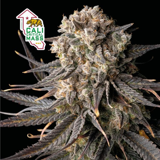 Seedsman Cali Critical Mass Feminised Seeds