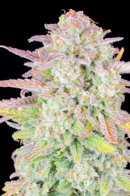 FastBuds Original Trainwreck Auto Feminised Seeds