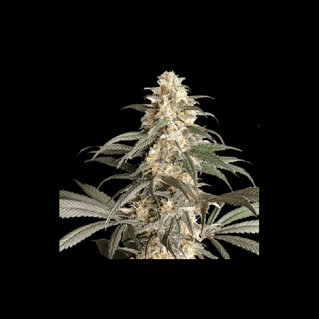 Super Sativa Seed Club Black Lebanon Feminised Seeds