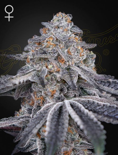 Greenhouse Seed Co. Velvet Moon Feminised Seeds