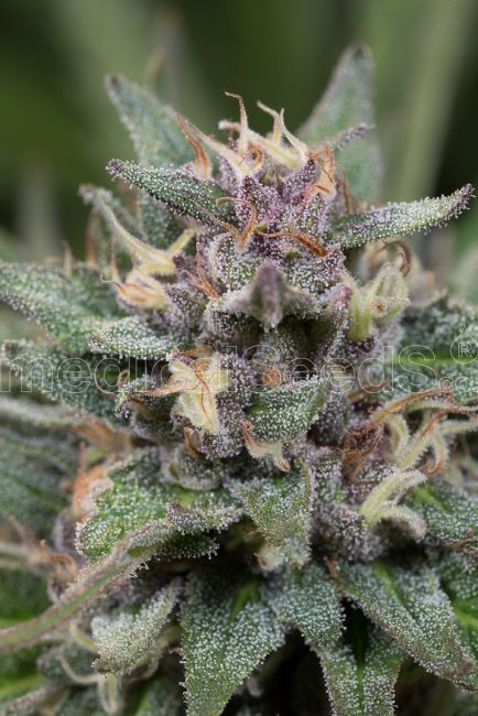 Medical Seeds Bluehell Auto Feminised Seeds