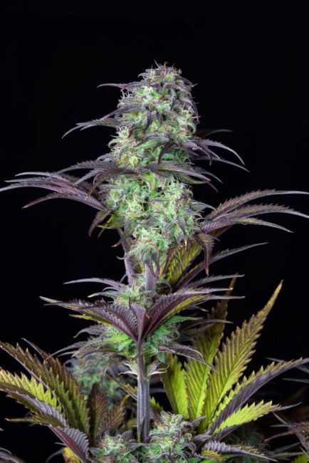 FastBuds Original Blueberry Auto Feminised Seeds