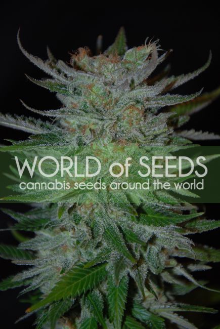 World of Seeds New York 47 Feminised Seeds