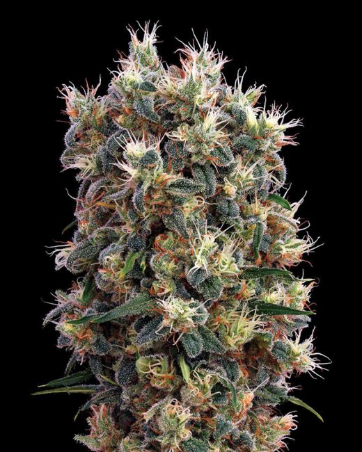 Greenhouse Seed Co. The Church Feminised Seeds