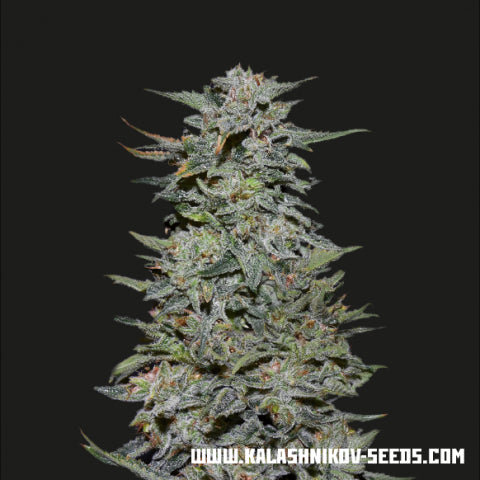 Kalashnikov Seeds Boy Scout Cookies Feminised Seeds