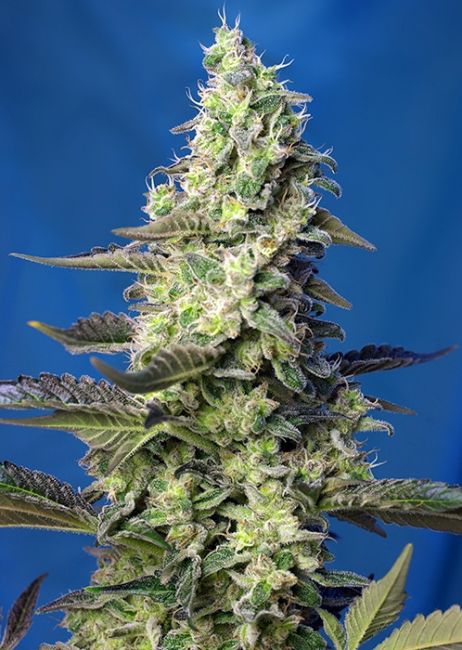 Sweet Seeds Green Poison XL Auto Feminised Seeds